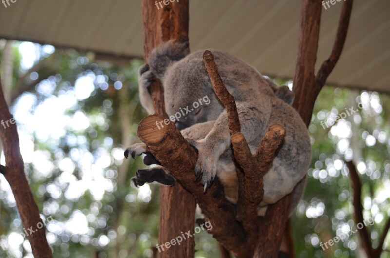 Koala Australia Brisbane Queensland Sanctuary