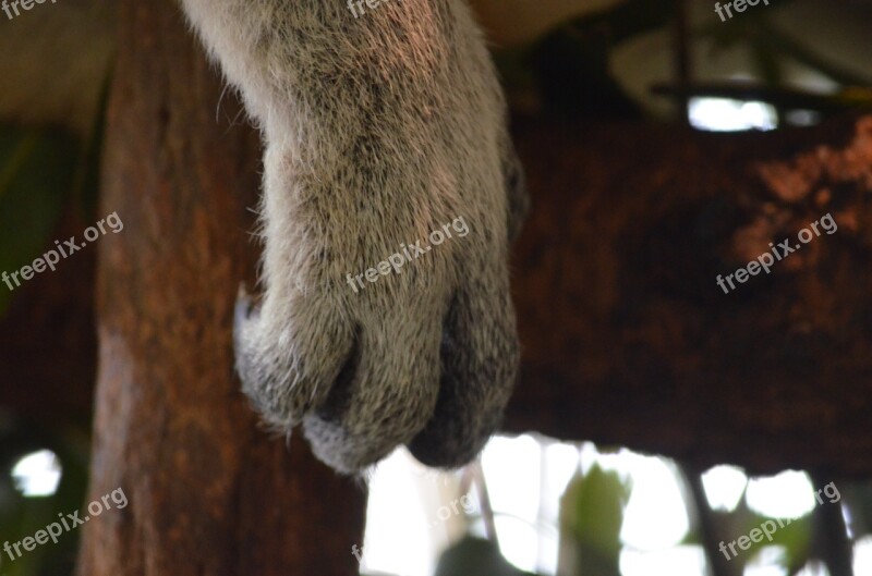 Koala Australia Brisbane Queensland Sanctuary