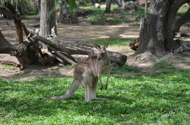 Kangaroo Australia Brisbane Queensland Sanctuary