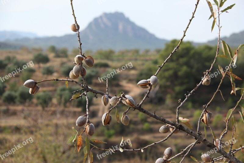 Terra-high Almond Trees Landscape Autumn Free Photos