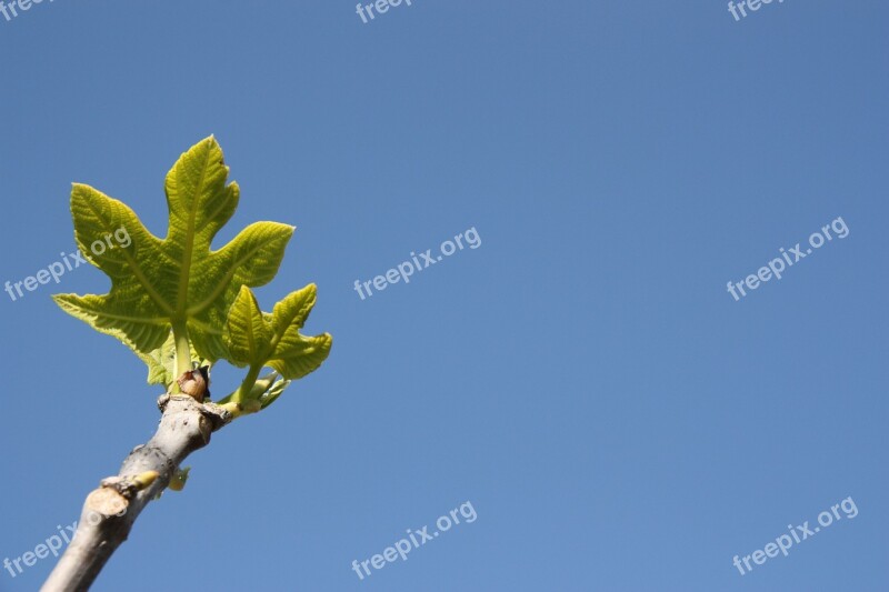 Botany Nature Fig Tree Trees Spring