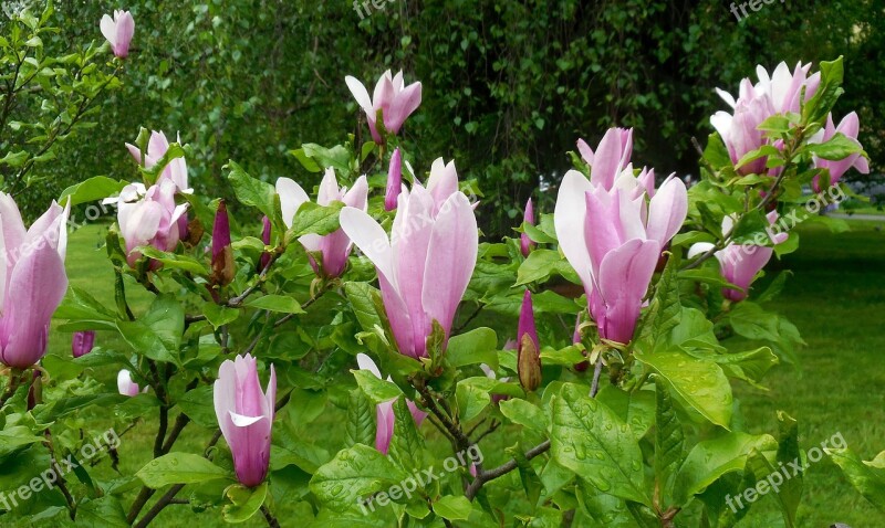 Magnolia Flowers Spring Garden Flowering