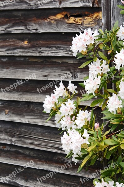 Rhododendron Wooden Wall Spring Garden Nature