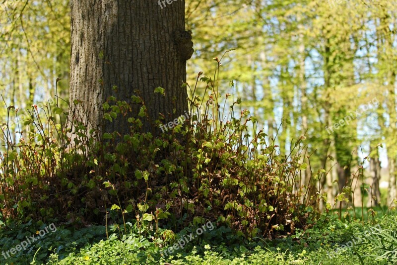 Forest Old Tree Wood Nature Tribe