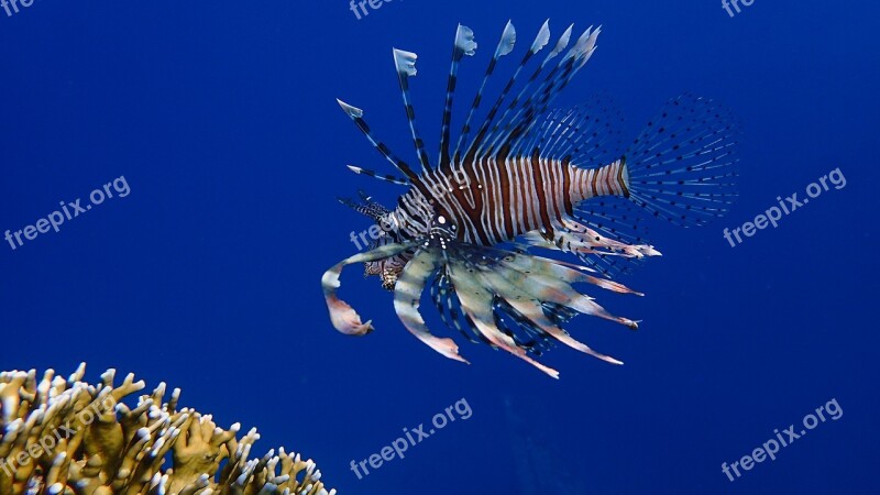 Diving Underwater Water Sea Red Sea