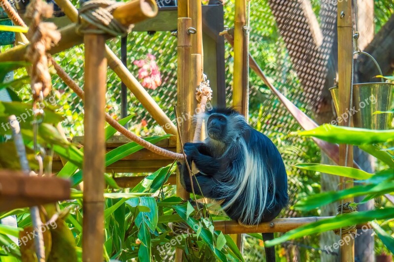 Monkey Tree Colobus Zoo Animal