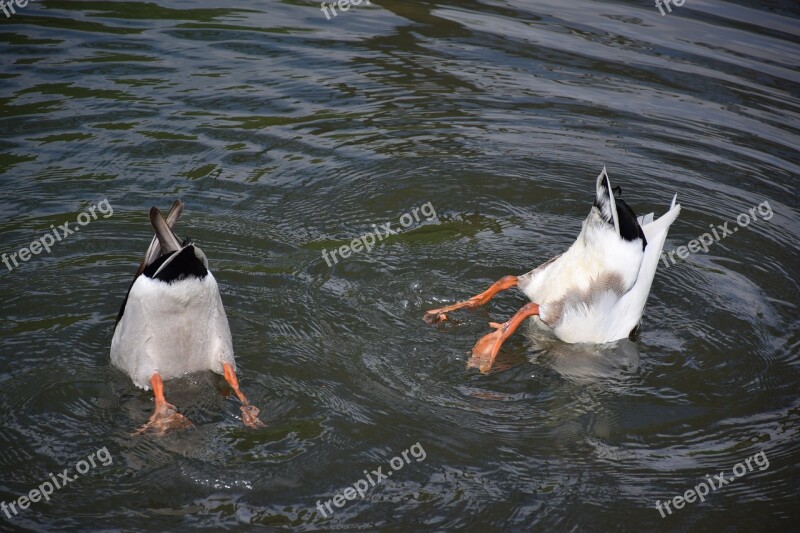 Diving Duck Water Bird Animal