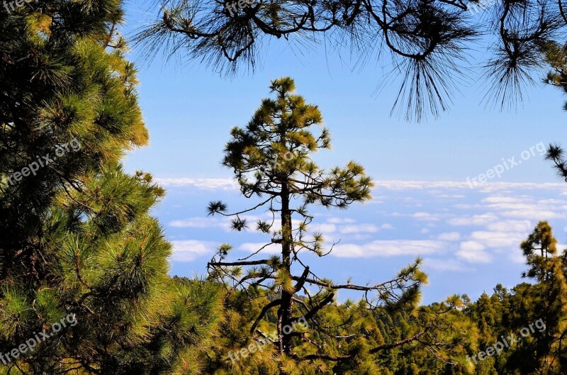 National Park La Palma Canary Islands Canary Island Landscape