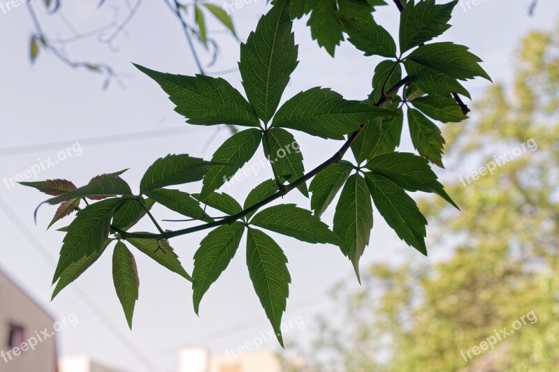 Leaves Plant Clip Plants Green