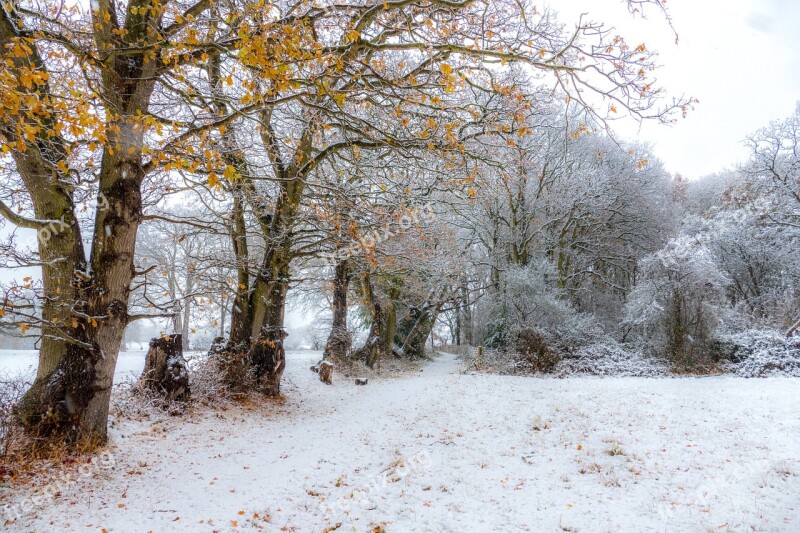 Snow Winter Trees Cold Nature