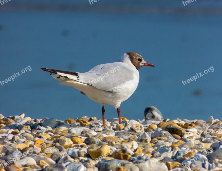 Black-headed Gull Bird Seabird Seagull Wildlife