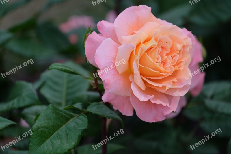 Rosa Flower Nature Flowers Spring