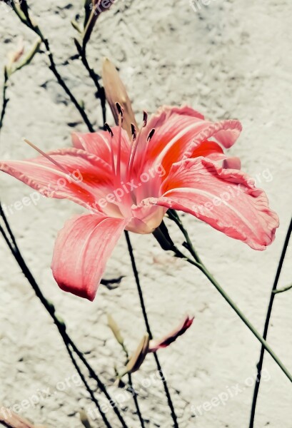 Lily Flower Nature Harmony Beautiful