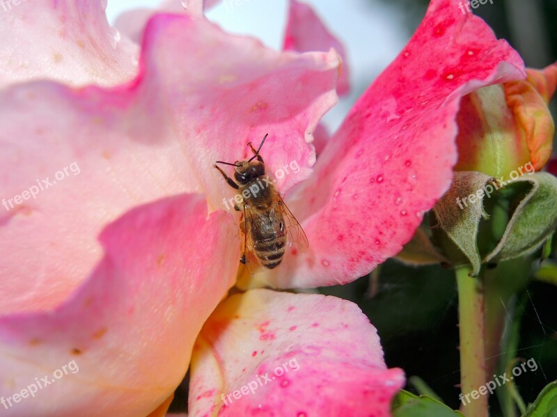 Bee Rose Nature Nectar Close Up