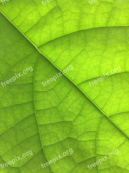 Leaf Nature Green Closeup Plant