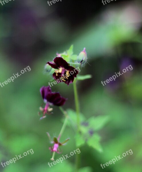 Geranium Phaeum Samobor Pelagonia Purple Flower Stamens