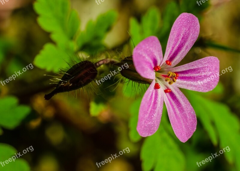 Flower Macro Pink Petal Pollen