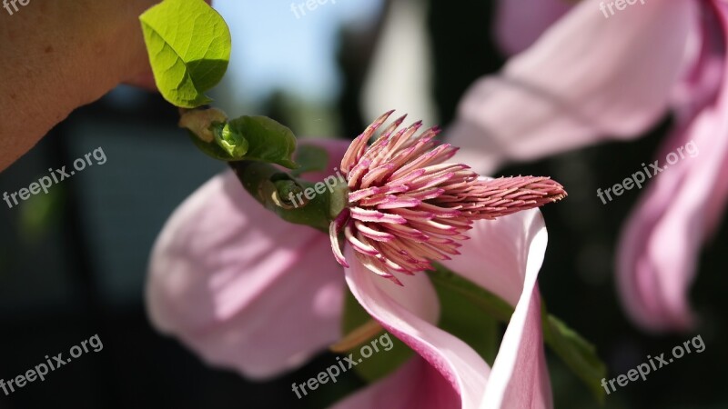 Japanese Magnolia Garden Spring Pink Nature