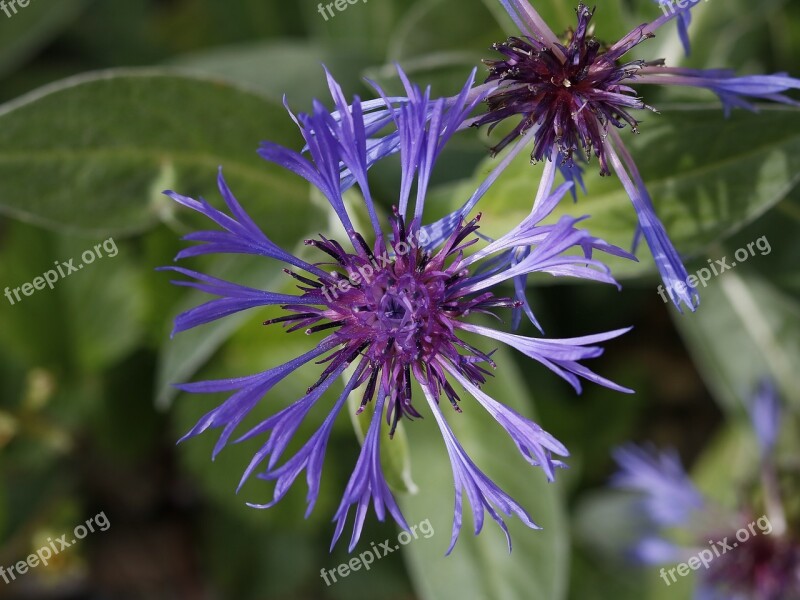 Flowers Garden Spring Romantic Violet