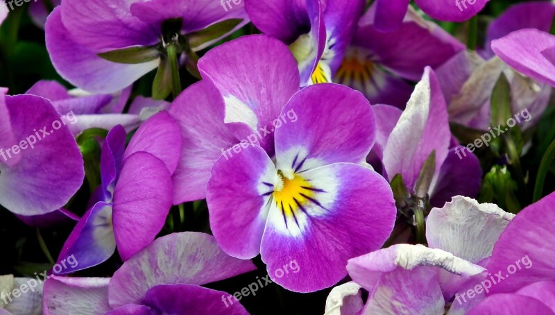 Pansies Flowers Spring Garden Violet