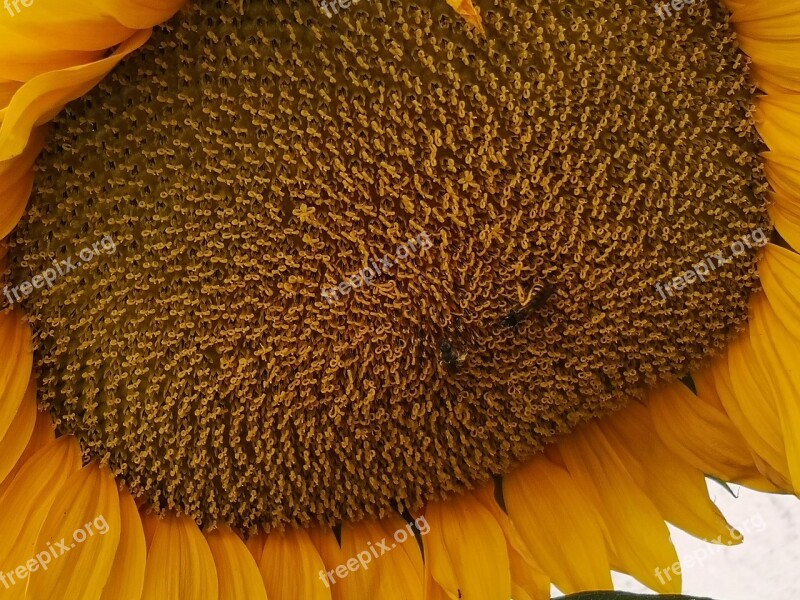 Sunflower Flower Yellow Summer Flowers