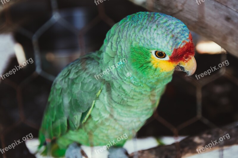 Parrot Bird Colorful Nature Animal