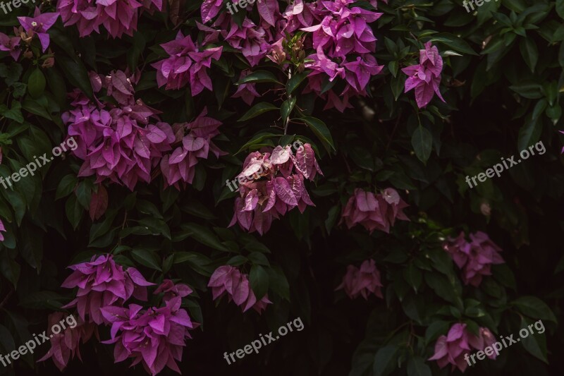 Bougainvillea Flowers Nature Pink Plant