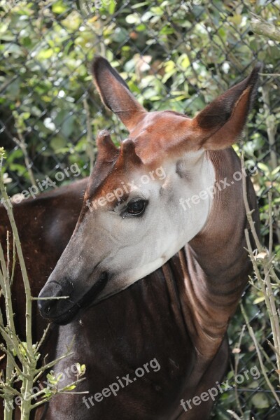 Zoo Animal Wild Mammal Jungle