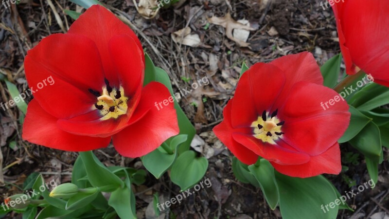 Red Tulips Open Bloom Nature