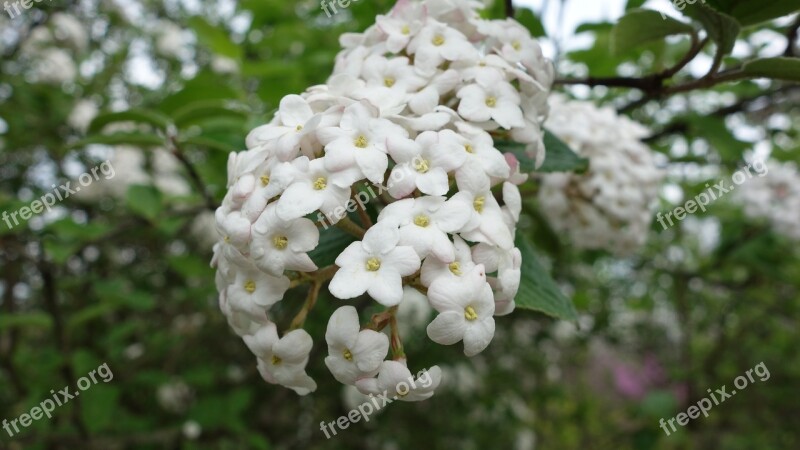 Flowers Blooming Close Nature Blossom