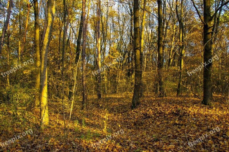 Hungary Never Land Forest Lights Autumn