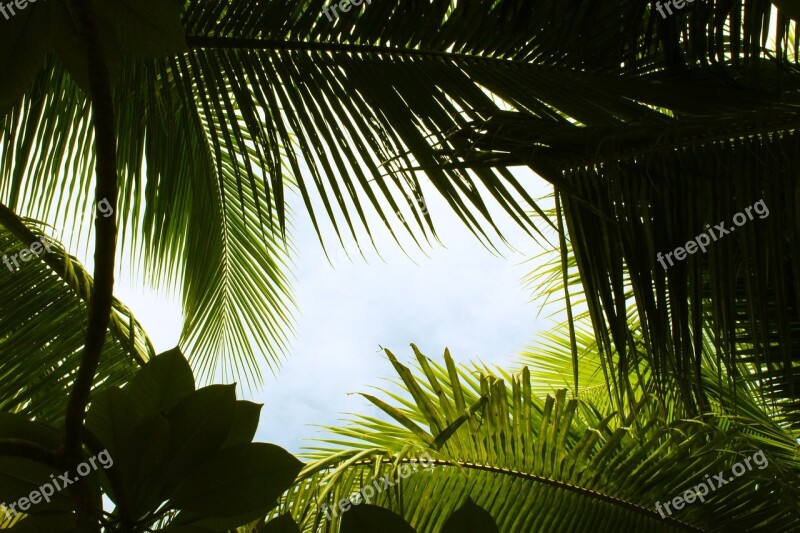 Tropical Green Summer Leaf Exotic