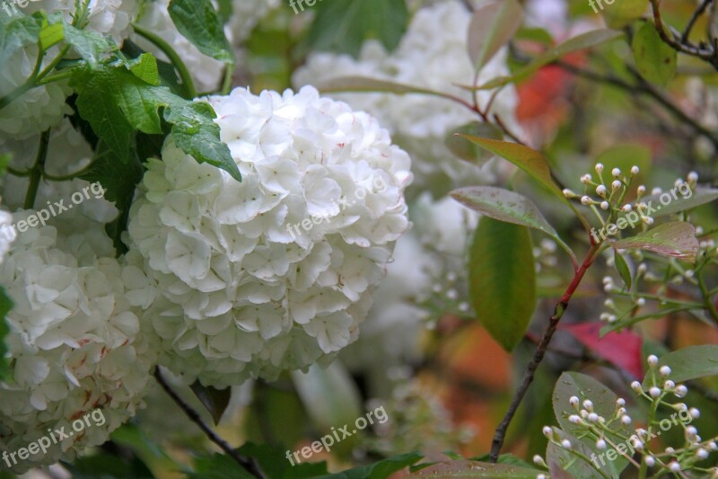 Snowball Viburnum Flower White Shrub