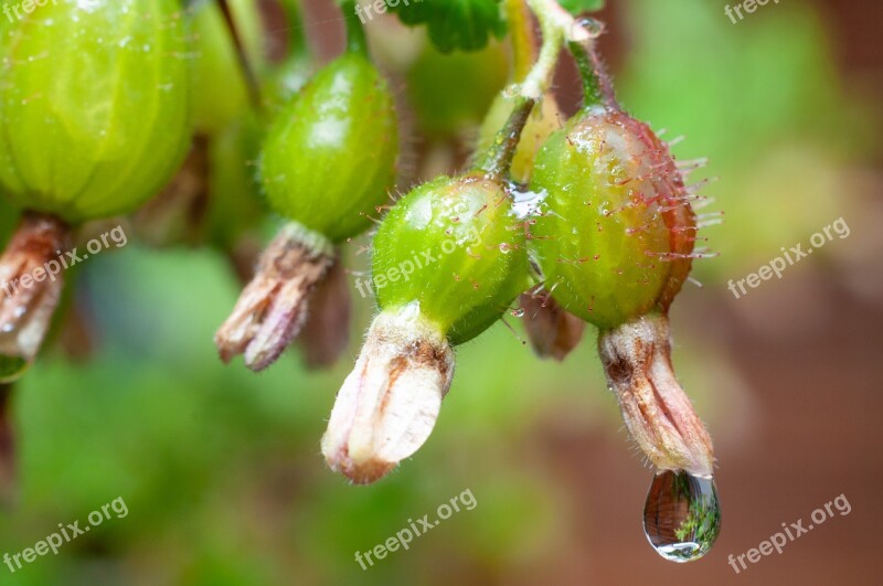 Gooseberry Fruit Young Bush Growth