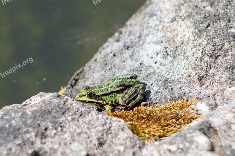 The Frog Green Stone Pond Water