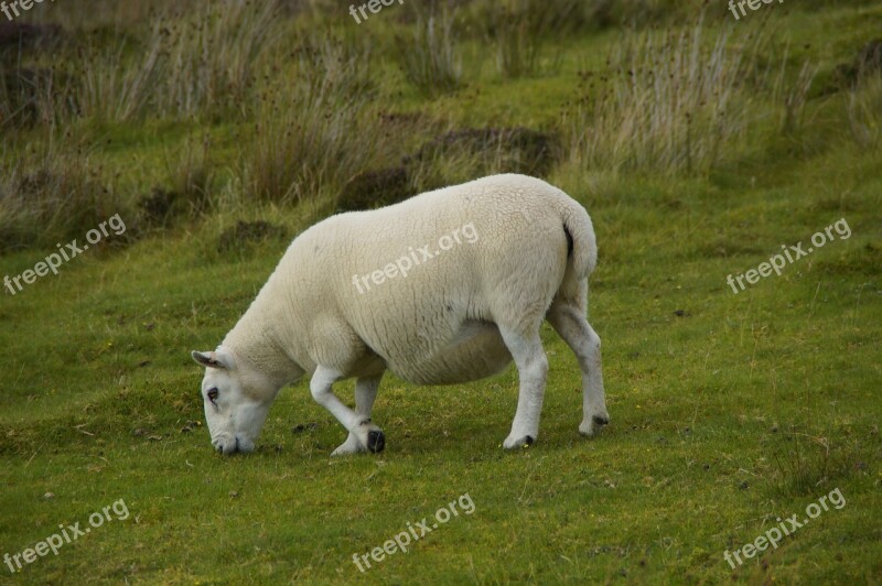 Sheep Graze Scottish Scotland Meadow