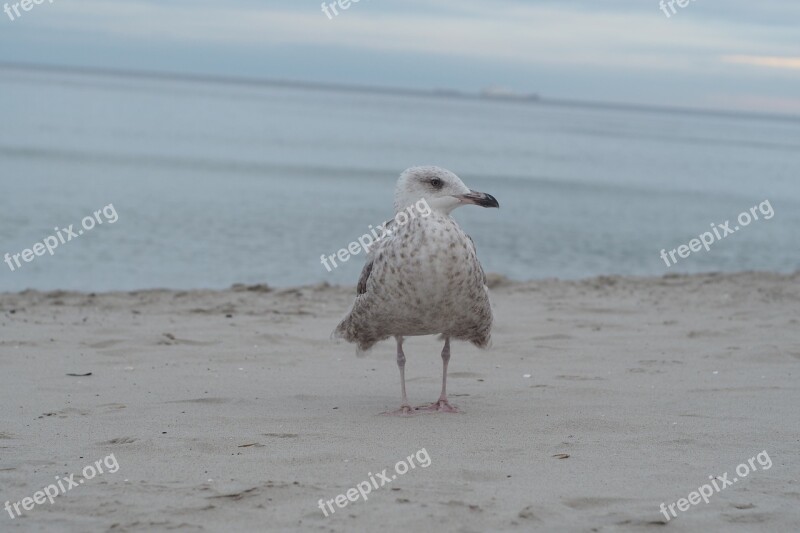 Seagull Sea Bird Ocean Sky