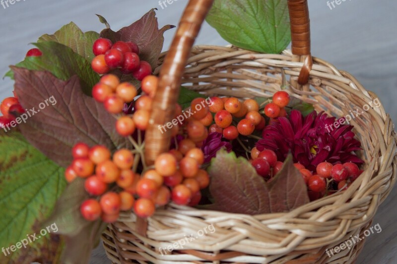 Viburnum Nature Berry Foliage Plant