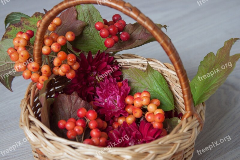 Viburnum Nature Berry Foliage Plant