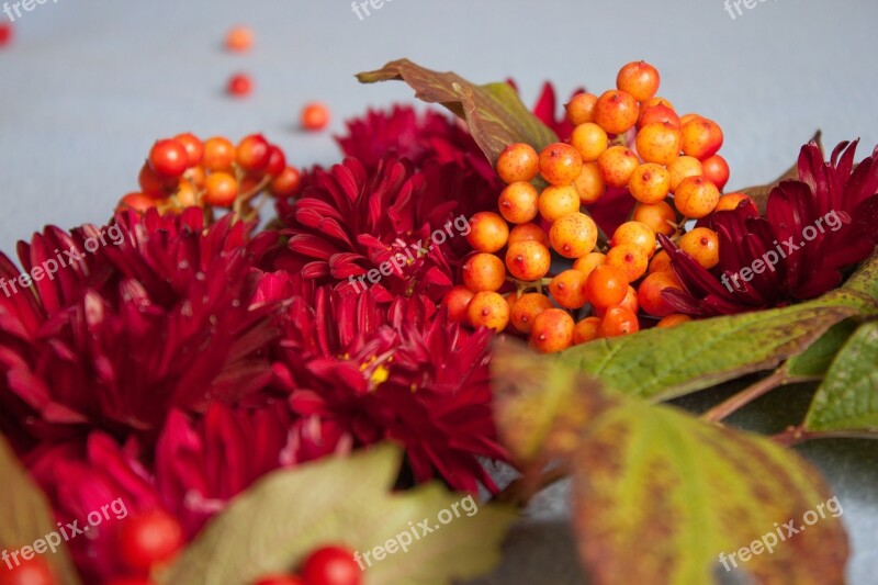 Viburnum Nature Berry Foliage Plant