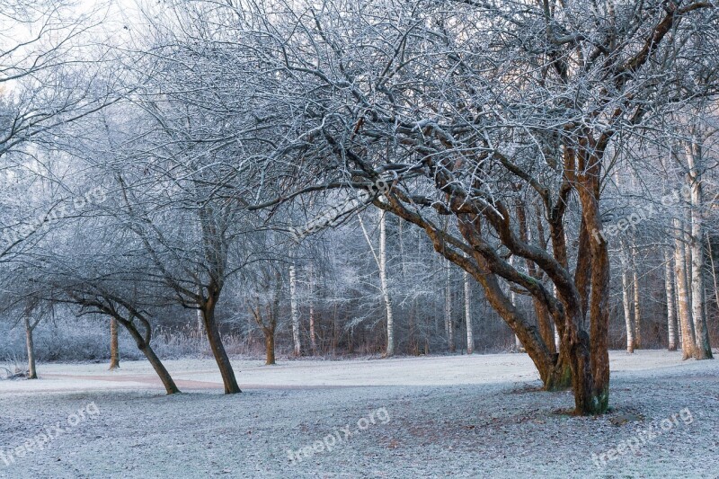 Morning Frost Frost Winter Nature Cold