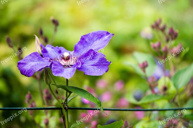 Flower Plant Blossom Bloom Nature