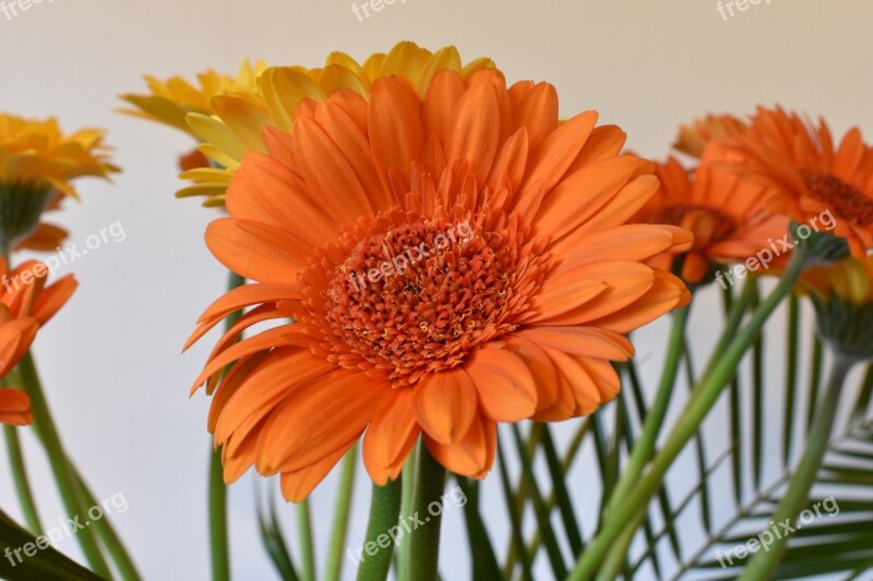 Chrysanthemums Flower Close Up Orange Bouquet