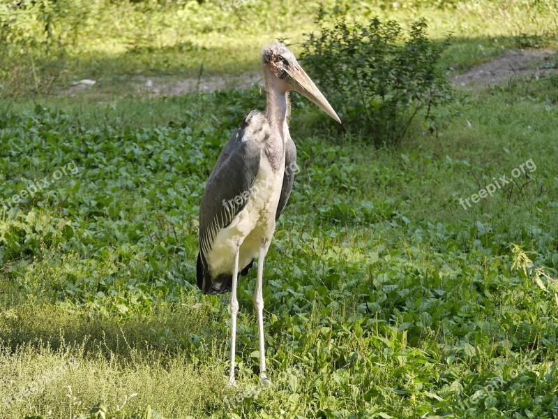 Marabu Bird Animal World Animal Zoo