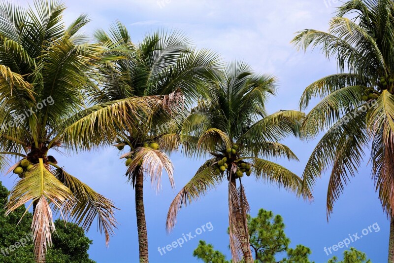 Palm Trees Coconut Trees Coconuts Palms Trees