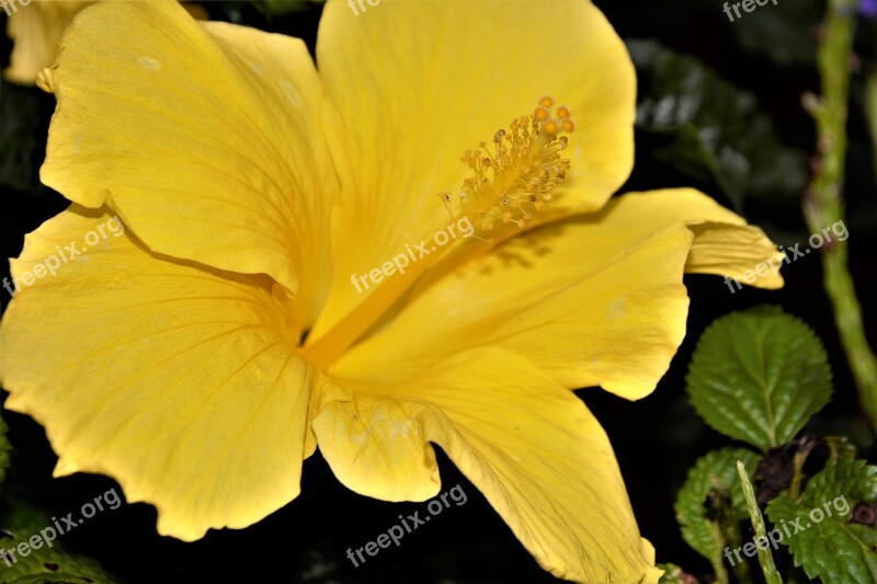 Flower Large Yellow Closeup Pistil