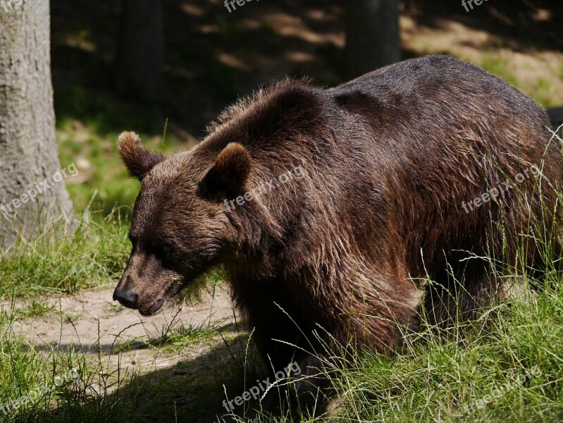 Brown Bear Bear Nature Animal World Forest