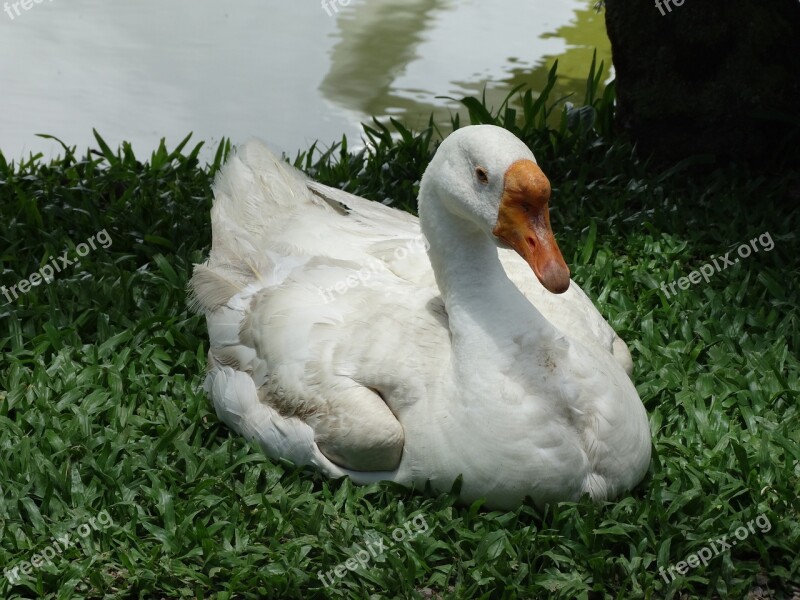 Ducks Animals Nature Plumage Feathers