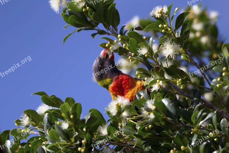 Parrot Wild Bird Wildlife Beak