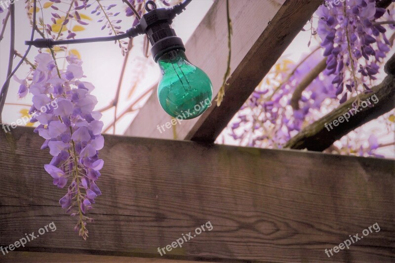 Wisteria Glycine Flower Spring Garden